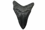 Serrated, Fossil Megalodon Tooth - South Carolina #299426-1